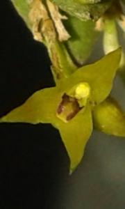 Anathallis imbricata