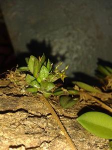 Anathallis imbricata