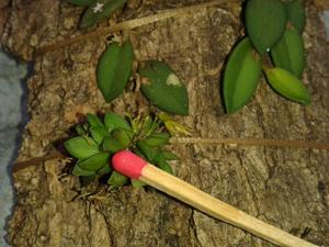 Anathallis imbricata