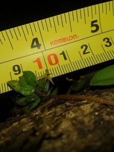 Anathallis imbricata