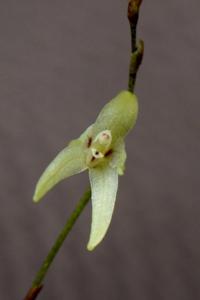 Anathallis linearifolia