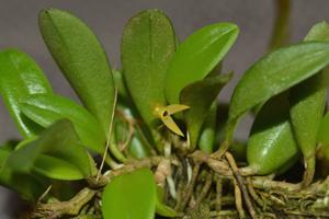 Anathallis minutalis