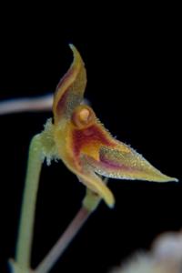 Andinia trimytera