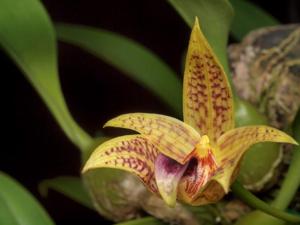Bulbophyllum coweniorum