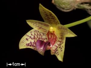 Bulbophyllum coweniorum