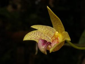 Bulbophyllum coweniorum