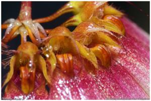 Bulbophyllum lepidum