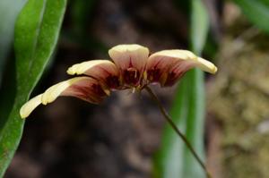 Bulbophyllum lepidum