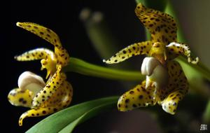 Bulbophyllum incisilabrum