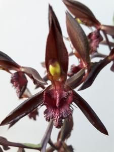 Catasetum osakadianum