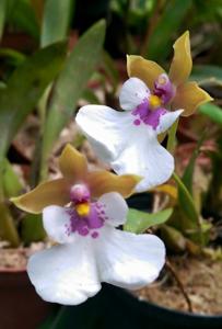 Caucaea phalaenopsis