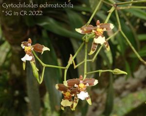 Cyrtochiloides ochmatochila