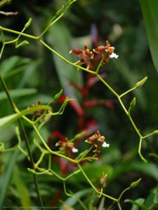 Cyrtochiloides ochmatochila