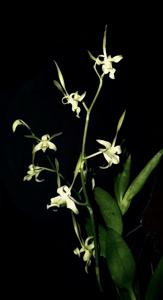 Dendrobium archipelagense