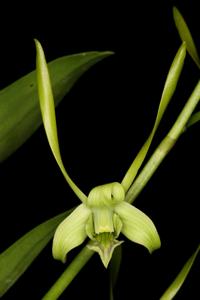 Dendrobium archipelagense