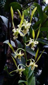 Dendrobium archipelagense