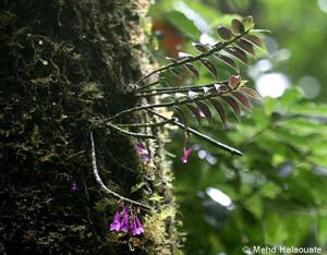 Dendrobium limpidum