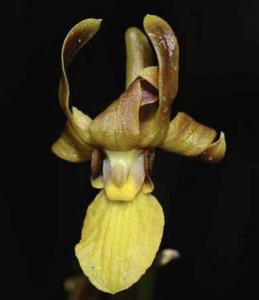 Dendrobium parnatanum