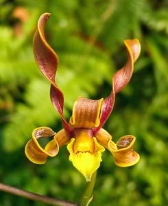 Dendrobium racieanum