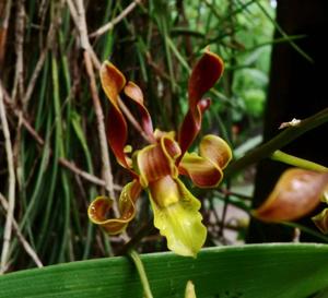 Dendrobium racieanum