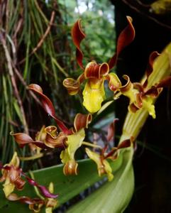 Dendrobium racieanum