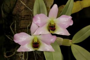 Dendrobium trantuanii