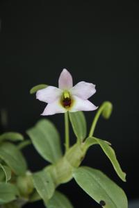 Dendrobium trantuanii