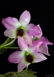 Dendrobium trantuanii