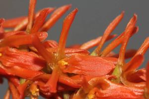 Coelogyne coccinea