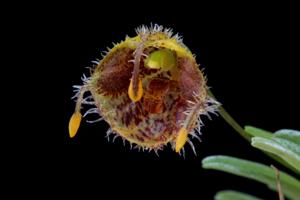 Diodonopsis erinacea