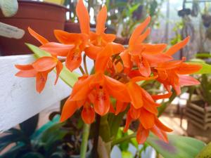 Guarianthe aurantiaca