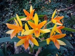 Guarianthe aurantiaca