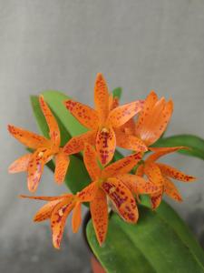 Guarianthe aurantiaca