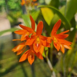 Guarianthe aurantiaca