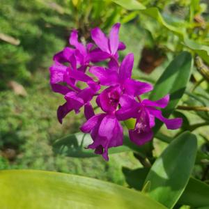 Guarianthe bowringiana