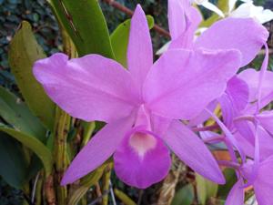 Guarianthe skinneri