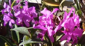 Guarianthe skinneri