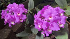 Guarianthe skinneri