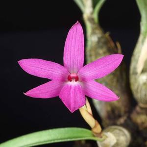 Isabelia violacea