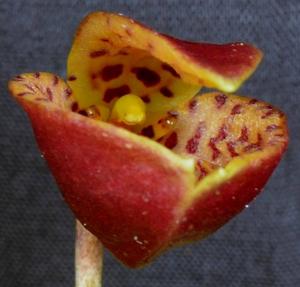 Phloeophila pelecaniceps