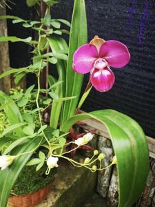 Phragmipedium kovachii