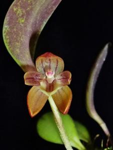 Pleurothallopsis monetalis