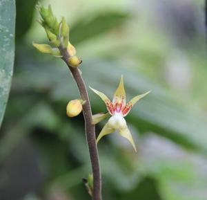 Plocoglottis plicata