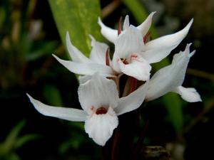 Pteroglossa roseoalba