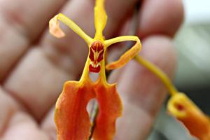 Renanthera vietnamensis