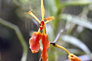 Renanthera vietnamensis