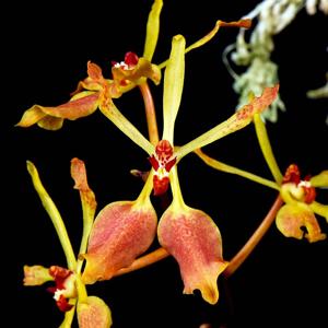 Renanthera vietnamensis