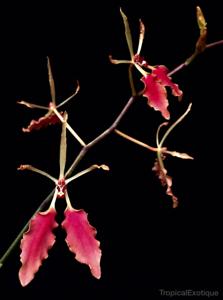 Renanthera vietnamensis