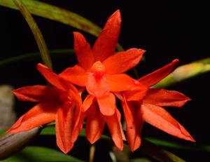 Scaphyglottis bidentata