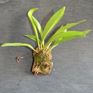 Specklinia areldii